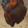 птица