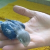 птица