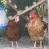 птица