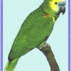 птица