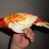 птица