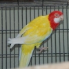 птица