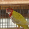 птица