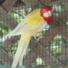 птица