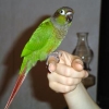 птица