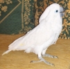 птица