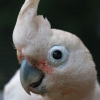птица