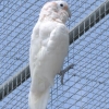 птица