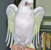 птица