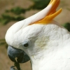 птица