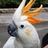 птица