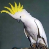 птица
