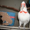 птица