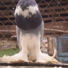 птица