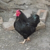 птица