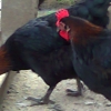 птица