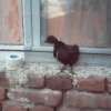 птица