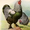 птица