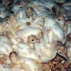 птица