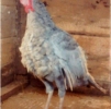 птица