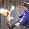 птица