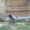птица