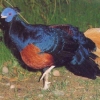 птица