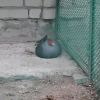 птица