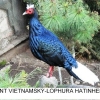 птица