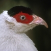 птица