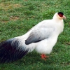 птица