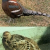 птица
