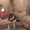 птица
