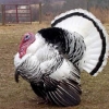 птица