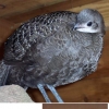 птица