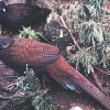 птица