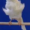 птица