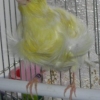 птица