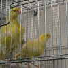 птица
