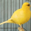 птица