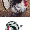 птица