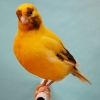 птица