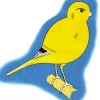 птица