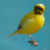птица