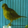птица