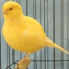 птица