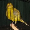 птица