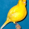птица