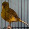 птица