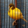 птица
